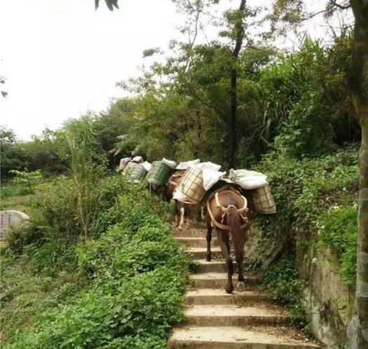 乐清山区马帮运输