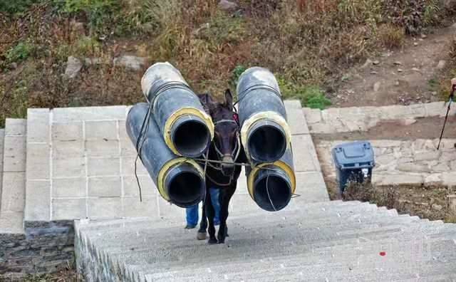 乐清马帮运输